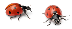 Two ladybirds.