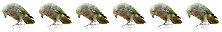 Image of 6 kea cards.