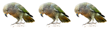 Image of three kea cards.