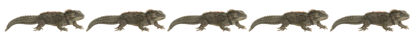 Image of 5 tuatara cards.